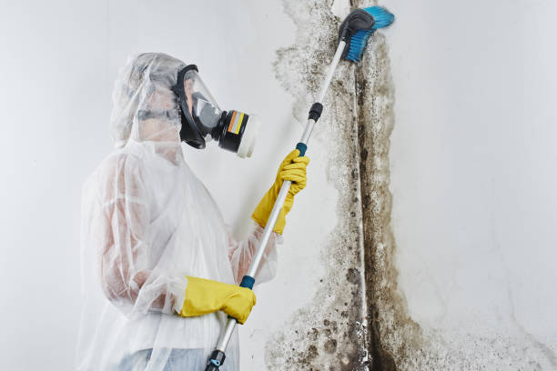 Best Commercial Mold Remediation in Humansville, MO